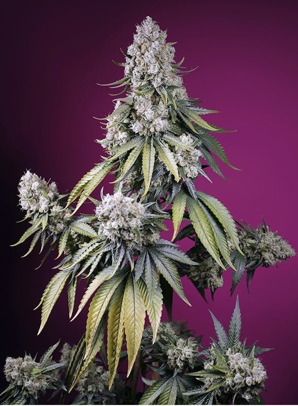 Jealousy Z XL Auto – Buy Cannabis Seeds Online | North Atlantic Seed Co.