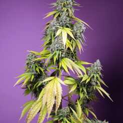 Cannabis plant with buds, yellowing leaves, and a purple background, showcasing hints of Jet Fuel Mandarine XL Auto (F) aroma.
