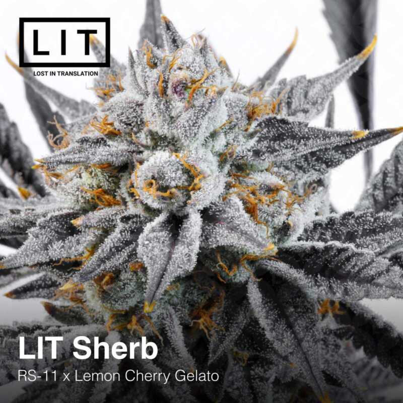 Close-up of a frosty cannabis bud labeled "LIT Sherb (F) [7/10 drop]," a hybrid of RS-11 and Lemon Cherry Gelato, by Lost in Translation. This strain delivers a high-performance experience reminiscent of Gran Turismo's exhilarating realism.