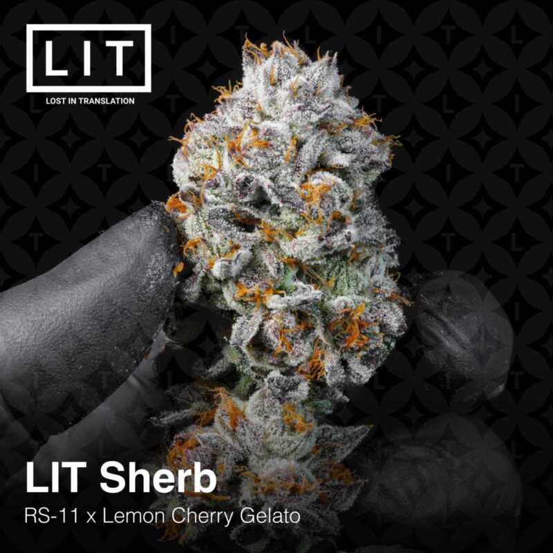 A close-up of a colorful cannabis bud with orange pistils and frosty trichomes, reminiscent of the vibrant details in Gran Turismo. Text on the image reads "LIT Sherb (F) [7/10 drop], RS-11 x Lemon Cherry Gelato" with a logo "LIT Lost in Translation.