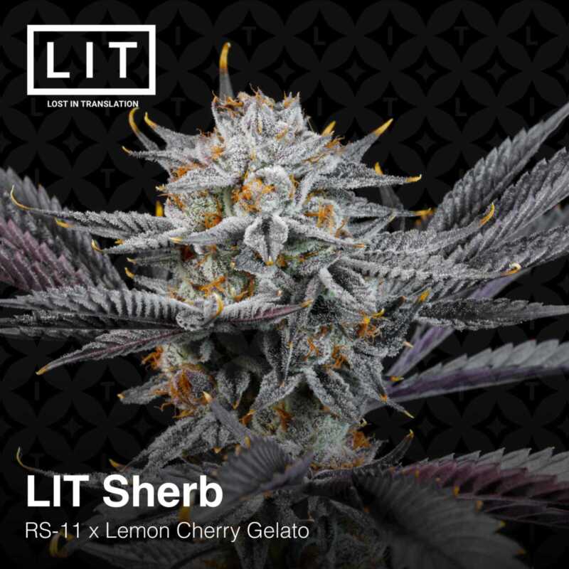 Close-up image of a LIT Sherb (F) [7/10 drop] cannabis flower with frosty trichomes and dark purple leaves. Text reads "LIT Sherb (F) [7/10 drop] RS-11 x Lemon Cherry Gelato" with the LIT logo and "Lost In Translation," evoking the precision and craftsmanship of Gran Turismo.