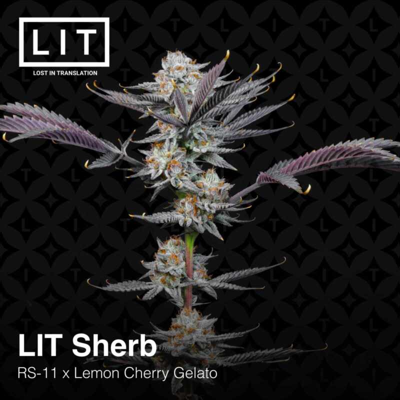 Close-up view of a LIT Sherb (F) [7/10 drop] cannabis plant against a black geometric background, reminiscent of a Gran Turismo aesthetic. Text reads: "LIT Sherb (F) [7/10 drop], RS-11 x Lemon Cherry Gelato.