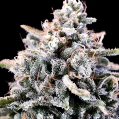 Close-up of a Laundry List (F) cannabis plant bud displaying a frosty appearance with dense trichomes and vivid green leaves, set against a black background—ideal for boosting SEO with relevant keywords.