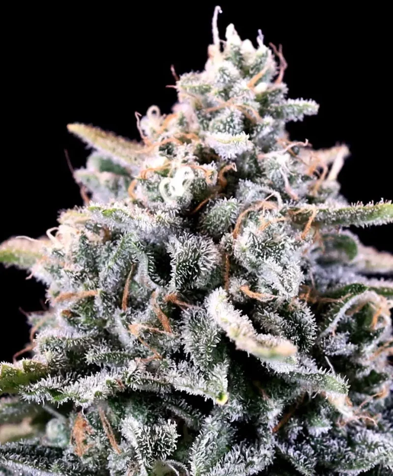 Close-up of a Laundry List (F) cannabis plant bud displaying a frosty appearance with dense trichomes and vivid green leaves, set against a black background—ideal for boosting SEO with relevant keywords.