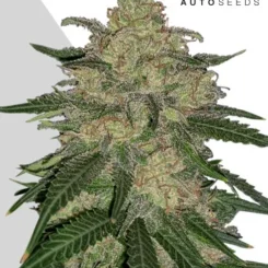 Auto Seeds > Mango Cookies Auto cannabis seeds, marijuana seeds, weed seeds