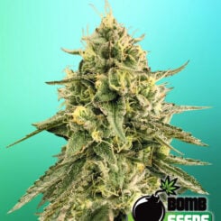 Bomb Seeds > Monkey Bomb canabis seeds, marijuana seeds, weed seeds