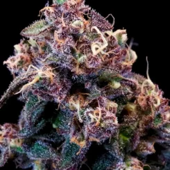 Close-up view of a dense Outer Space Cake (F) cannabis bud, showcasing its vivid purple and green hues, abundant trichomes, and vibrant orange hairs against a stark black background.