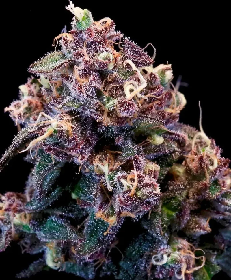 Close-up view of a dense Outer Space Cake (F) cannabis bud, showcasing its vivid purple and green hues, abundant trichomes, and vibrant orange hairs against a stark black background.