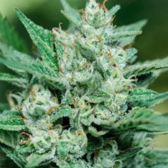 Close-up of a cannabis plant showing dense buds covered in white trichomes, reminiscent of the magical world associated with Papa Smurf FAST (F), and surrounded by green leaves.