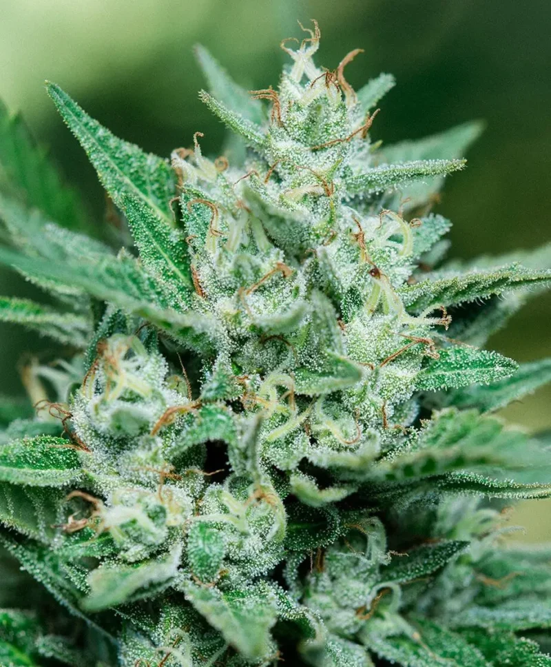 Close-up of a cannabis plant showing dense buds covered in white trichomes, reminiscent of the magical world associated with Papa Smurf FAST (F), and surrounded by green leaves.