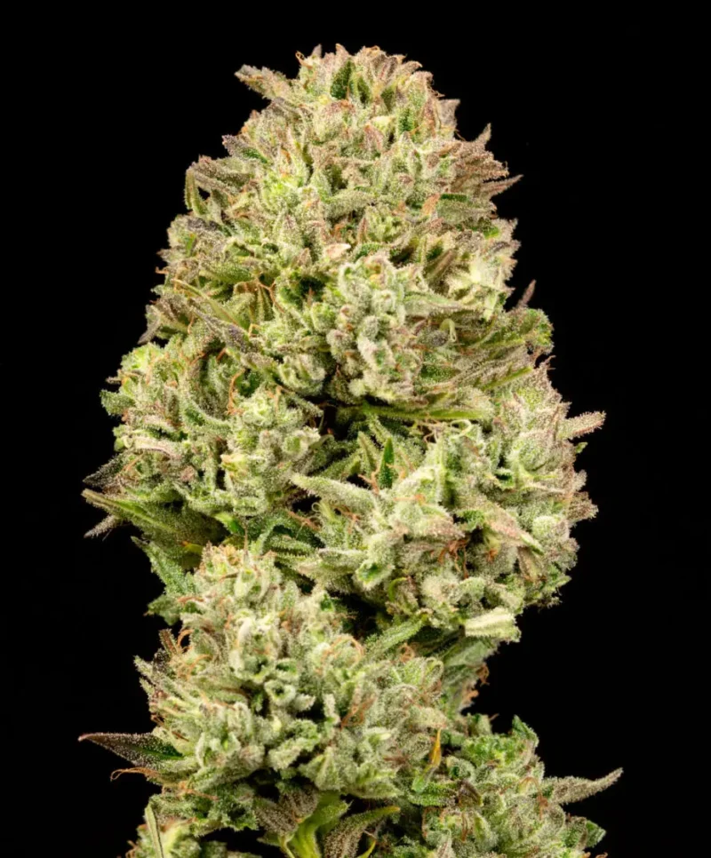 Pilot Light Auto by Atlas Seed