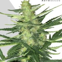 Auto Seeds > Polar Express Auto cannabis seeds, marijuana seeds. weed seeds