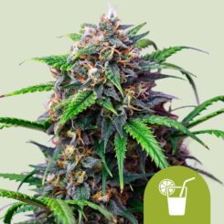 Royal Queen Seeds > Purple Lemonade Auto cannabis seeds, marijuana seeds, weed seeds
