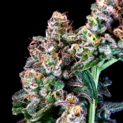Close-up of a cannabis plant with dense buds covered in trichomes and orange hairs against a black background, showcasing the Purple Punch (F) cannabis strain.