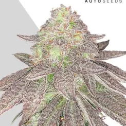 Auto Seeds > Rainbow Glue Auto cannabis seeds, marijuana seeds, weed seeds