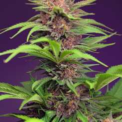 Close-up of a Red Mimosa XL Auto (F) cannabis plant against a purple background, showcasing dense green and purple foliage with numerous buds.