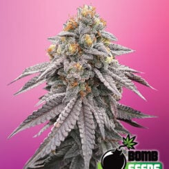 Bomb Seeds > Runtz Bomb cannabis seeds, marijuana seeds, weed seeds