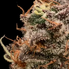 Close-up image of a Sour Cherry Diesel (F) cannabis flower showing dense trichomes and pistils, with a mix of green, purple, and orange colors.