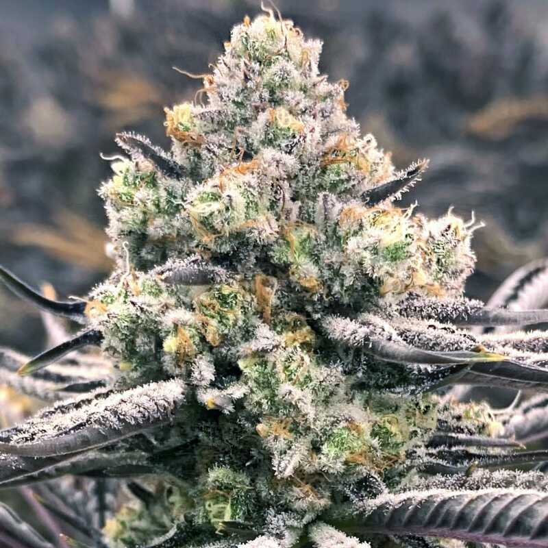 Sour Grape Punch - Elev8 Seeds