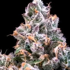 Close-up of a Space Station (F) cannabis bud, covered in trichomes and orange hairs, resembling a tiny space station against the vast black background.