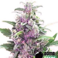 Bomb Seeds > THC Bomb Auto cannabis seeds, marijuana seeds, weed seeds