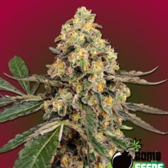 Bomb Seeds > THC Fritters cannabis seeds, marijuana seeds, weed seeds