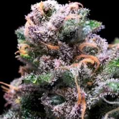 Close-up of a cannabis bud covered in trichomes, with visible purple and green hues, along with orange pistils, reminiscent of a Tropical Cooler (F) against a black background.