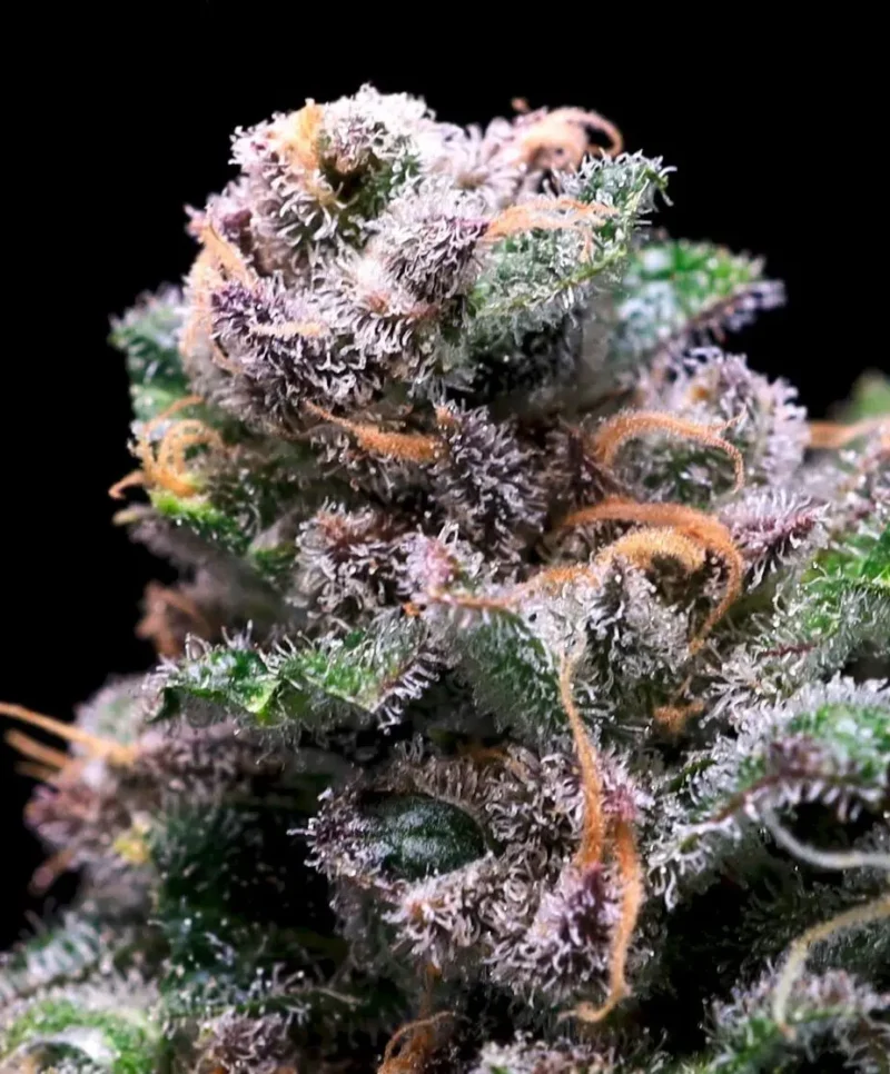 Close-up of a cannabis bud covered in trichomes, with visible purple and green hues, along with orange pistils, reminiscent of a Tropical Cooler (F) against a black background.