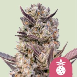 Royal Queen Seeds > Tropicana Cookies Purple cannabis seeds, marijuana seeds, weed seeds
