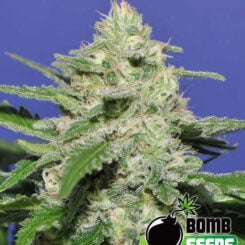 Bomb Seeds > Widow Bomb cannabis seeds, marijuana seeds, weed seeds