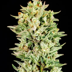 Close-up view of a crystallized cannabis bud against a black background. The dense bud, identified as the Turtle Taffy Auto strain, is coated with trichomes and has orange hairs interspersed throughout.