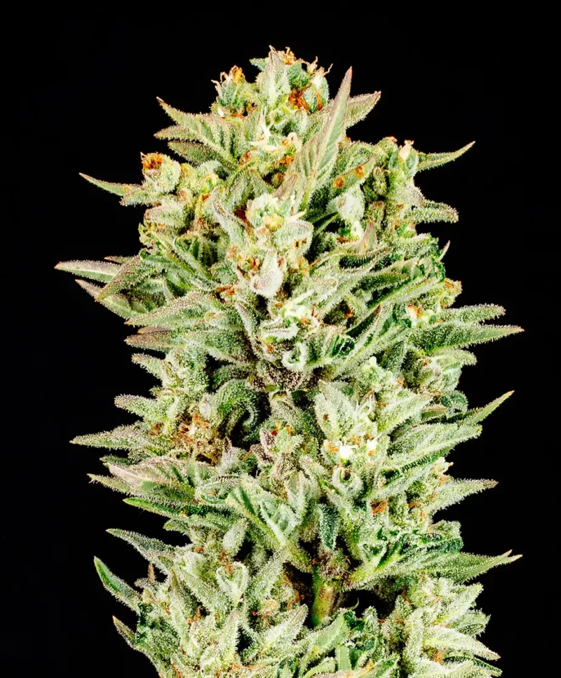 Close-up view of a crystallized cannabis bud against a black background. The dense bud, identified as the Turtle Taffy Auto strain, is coated with trichomes and has orange hairs interspersed throughout.