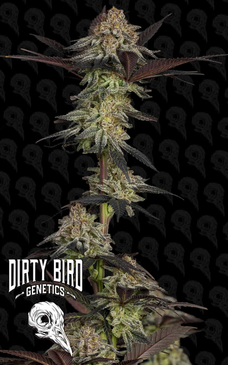 Image of a cannabis plant with dense buds and dark leaves, set against a backdrop featuring a repeating skull logo pattern. The bottom left corner displays the "Dirty Bird Genetics" logo.