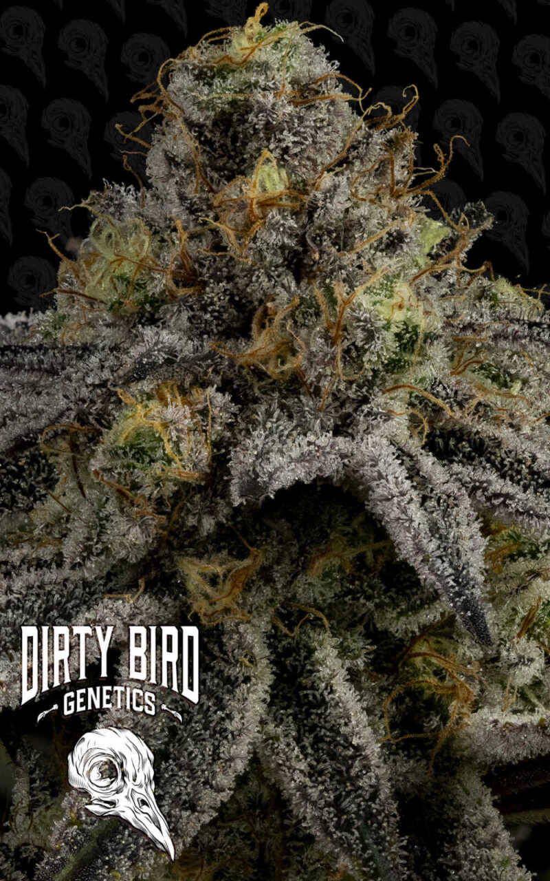 Close-up image of a frosty cannabis bud with trichomes, featuring the "Dirty Bird Genetics" logo with a skeletal bird head in the bottom-left corner.