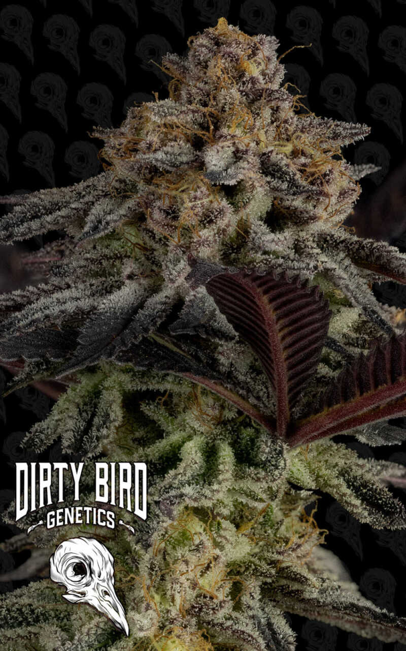 Close-up of a cannabis bud covered in trichomes with dark purple leaves. The "Dirty Bird Genetics" logo featuring a bird skull is in the bottom-left corner.