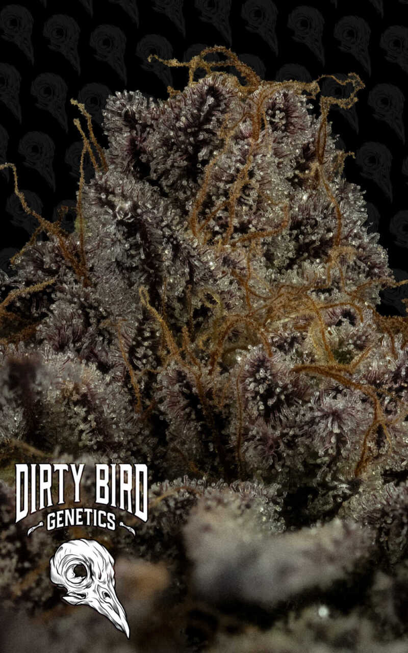 Close-up photo of a frosty, trichome-rich cannabis bud with orange pistils. The image features the Dirty Bird Genetics logo in the bottom left corner.