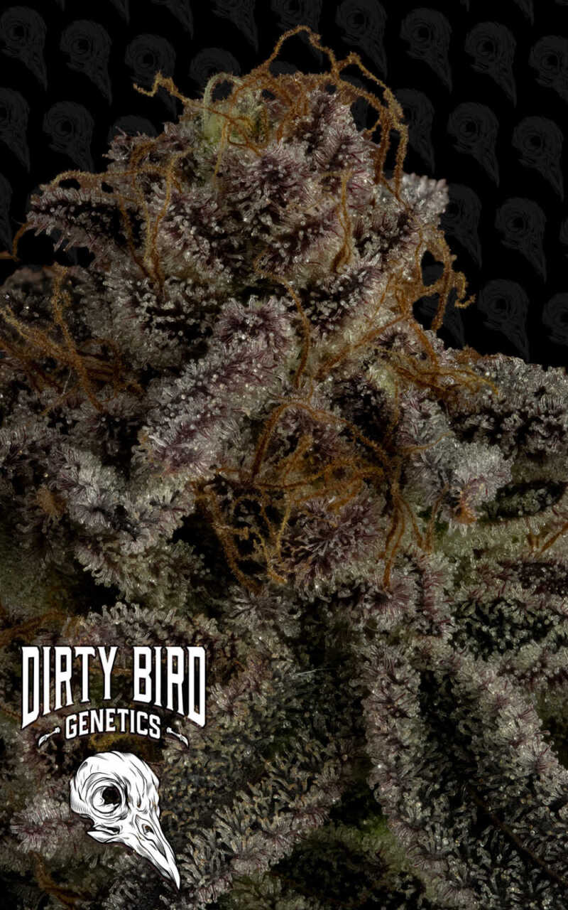 Close-up of a frosty cannabis plant with visible trichomes and orange pistils. The background has a repeating pattern featuring skull sketches. The text "Dirty Bird Genetics" with a bird skull logo is at the bottom-left.