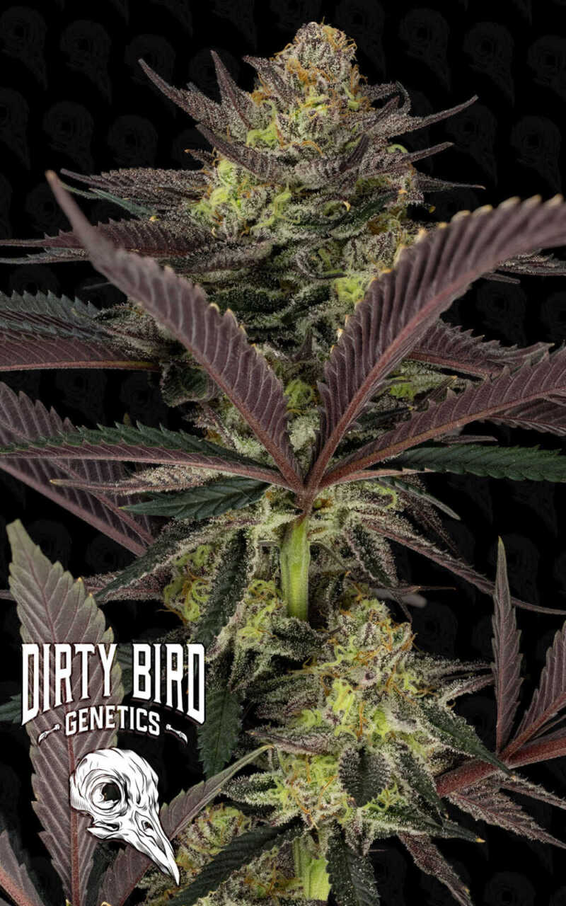 Close-up image of a cannabis plant with dense buds and dark purple leaves. A "Dirty Bird Genetics" logo with a bird skull design is visible in the bottom-left corner.