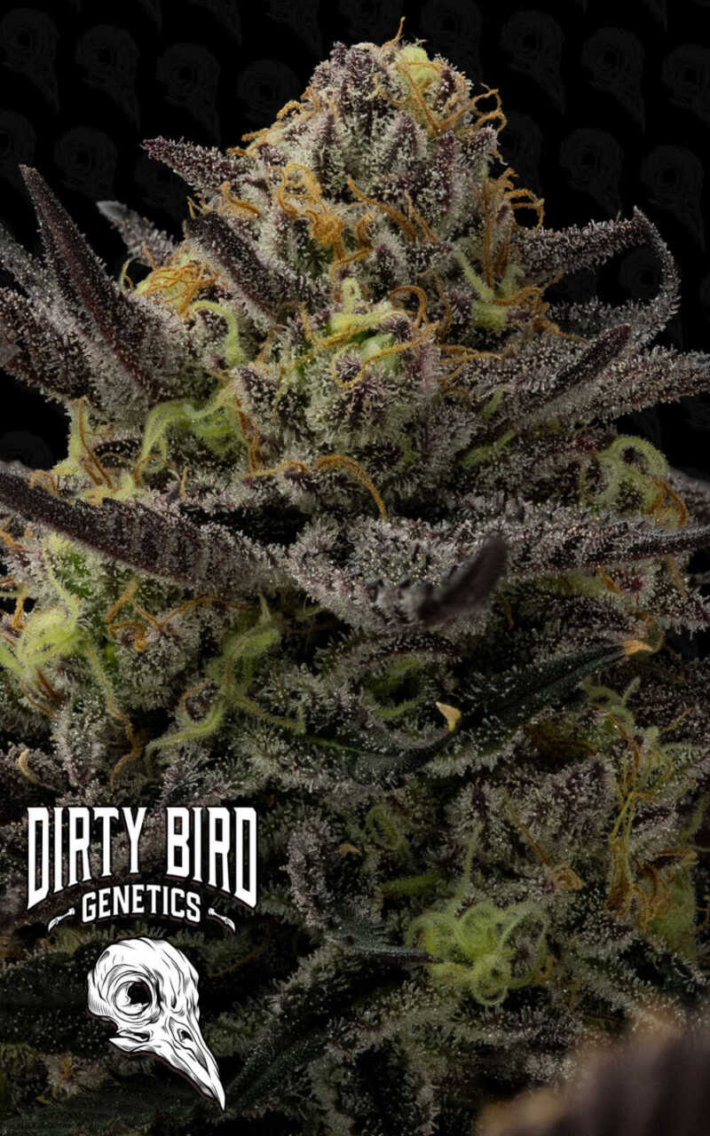 Close-up image of a cannabis bud with frosty trichomes and colorful hues. The text "Dirty Bird Genetics" along with a bird skull logo is positioned in the lower left corner.