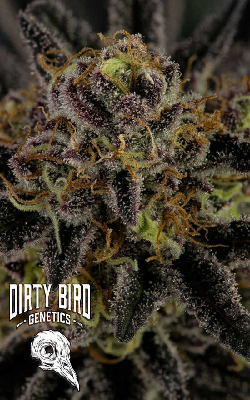 Close-up of a frosty cannabis bud with purple hues and orange hairs. The image includes the "Dirty Bird Genetics" logo featuring a bird skull.