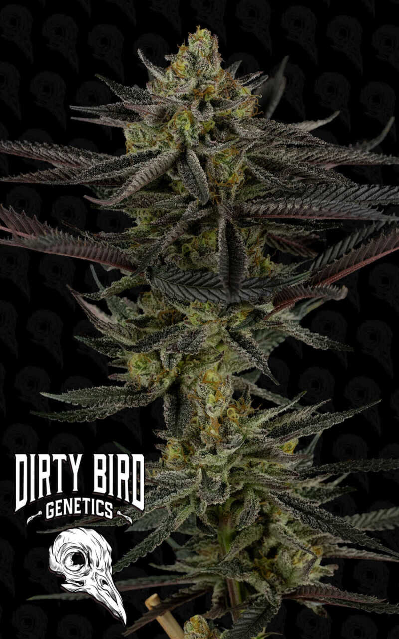 Close-up of a cannabis plant with dense buds and dark, serrated leaves on a dark background. The text "Dirty Bird Genetics" and a stylized bird skull logo are at the bottom.