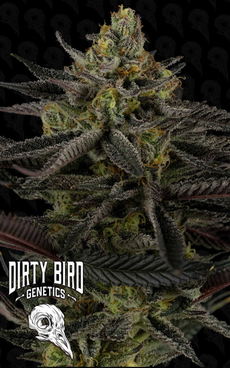 Close-up image of a cannabis plant with dense buds and frosty trichomes. The background is dark with a subtle pattern, and the bottom-left corner displays a logo that reads "Dirty Bird Genetics.