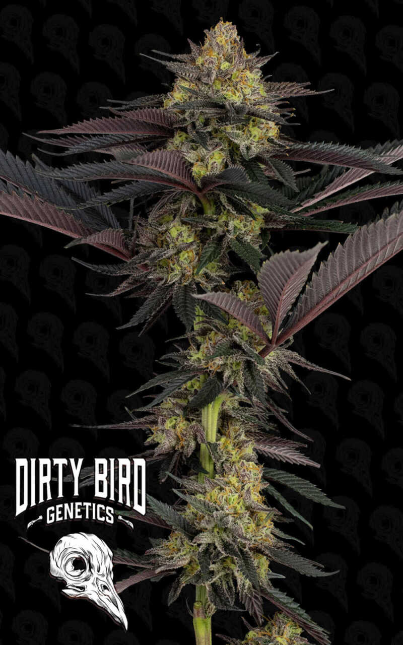 A cannabis plant with purple and green leaves against a dark background with a repeating skull motif. The words "DIRTY BIRD GENETICS" and a bird skull logo are at the bottom left corner.