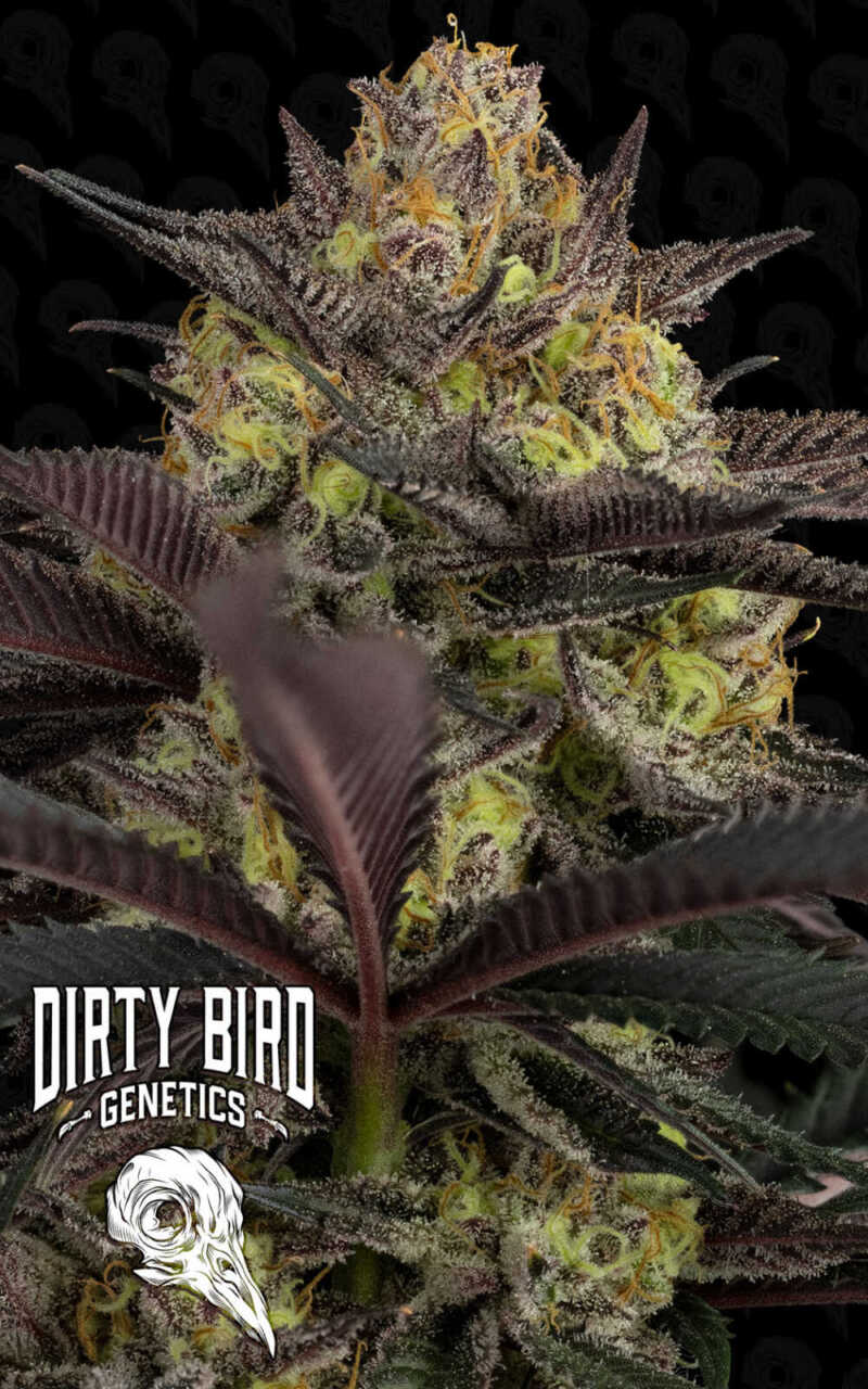 A close-up of a cannabis plant with frosty trichomes and deep purple leaves. The logo "Dirty Bird Genetics" with a bird skull icon is displayed in the bottom left corner.