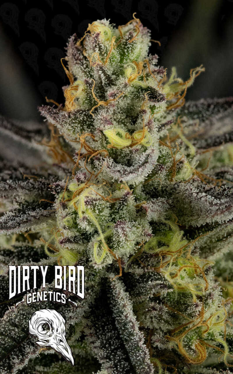 Close-up view of a frosty cannabis bud with vibrant orange pistils, branded with the logo "Dirty Bird Genetics" featuring a bird skull.