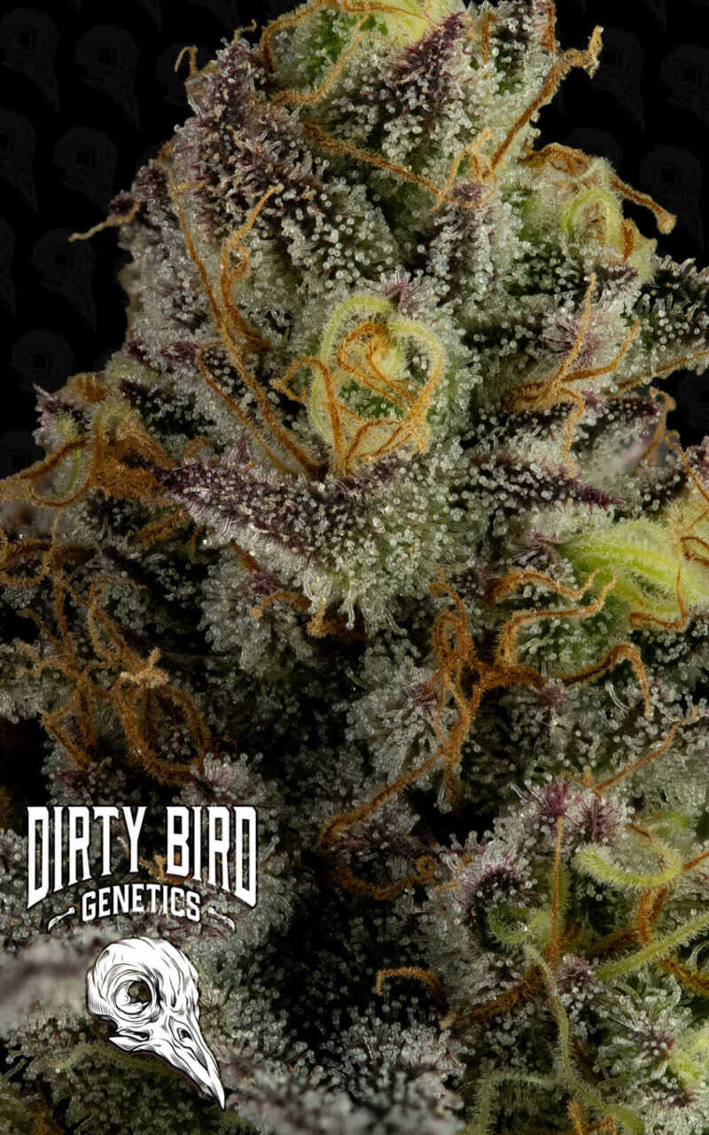 Close-up of a cannabis bud covered in trichomes with orange pistils. The logo "Dirty Bird Genetics" is visible in the lower-left corner.