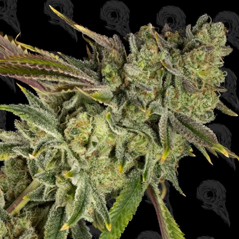 Necromancer's Kush - Dirty Bird Genetics