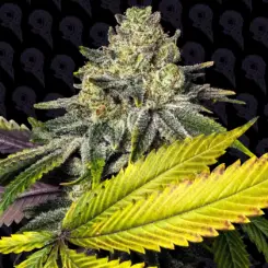 necromancer kush cannabis seeds by dirty bird genetics