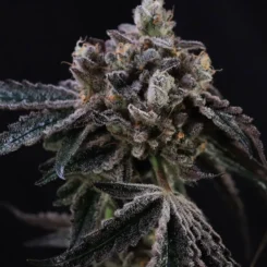 A close-up of a frosty Tahoe Cookies Auto cannabis bud, showcasing its dark green leaves, set against a black background.