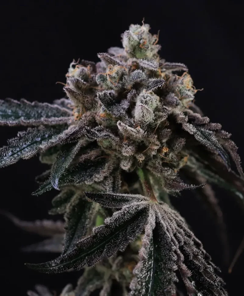 A close-up of a frosty Tahoe Cookies Auto cannabis bud, showcasing its dark green leaves, set against a black background.